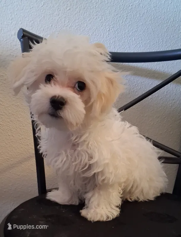 Amos – Maltipoo puppy for sale in San Antonio, TX
