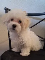 Amos, a male Maltipoo for sale in San Antonio, TX – 3 of 7