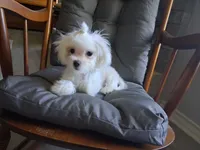 Dinah (AKC), a female Maltese for sale in San Antonio, TX – 4 of 4