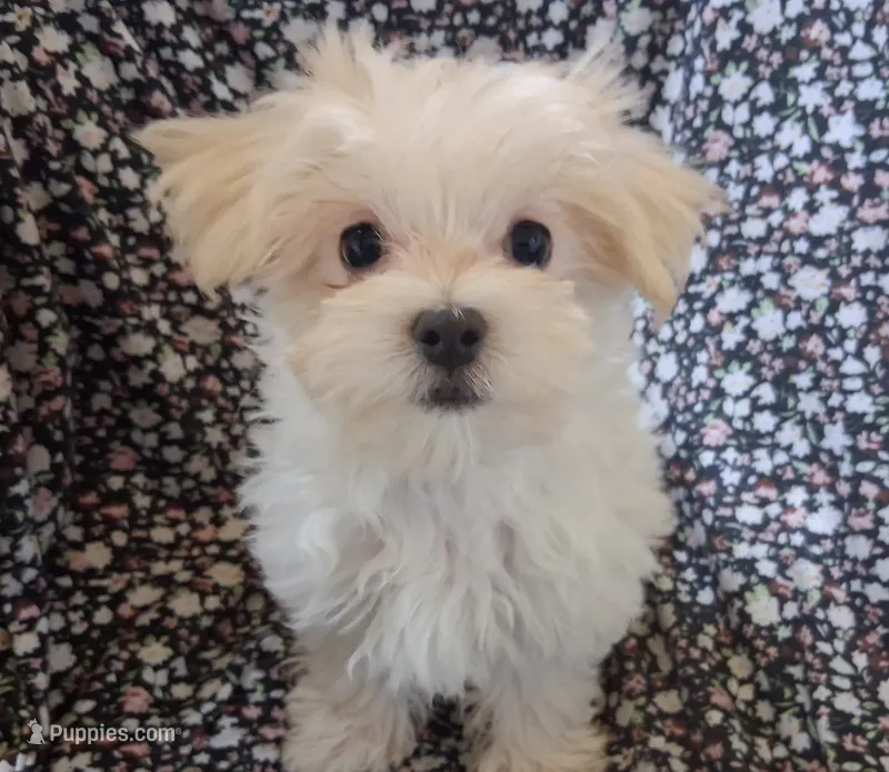 Silas (AKC) – Maltese puppy for sale in San Antonio, TX