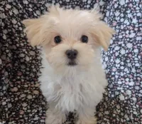 Silas (AKC), a male Maltese for sale in San Antonio, TX – 1 of 6
