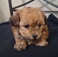 Asa, Shihpoo, a male Shih Tzu for sale in San Antonio, TX – 5 of 5