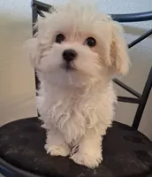 Simon, a male Maltipoo for sale in San Antonio, TX – 2 of 7