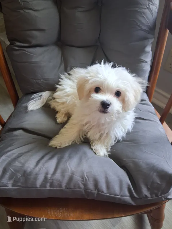 Silas (AKC) – Maltese puppy for sale in San Antonio, TX