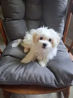 Silas (AKC), a male Maltese for sale in San Antonio, TX – 1 of 9