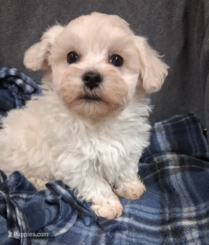 Micah – Maltipoo puppy for sale in San Antonio, TX