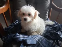 Jewel, a female Maltipoo for sale in San Antonio, TX – 5 of 7