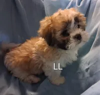 Lottie Lou, a female Maltese and Shih Tzu for sale in San Antonio, TX – Photo 8 of 8