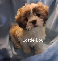 Lottie Lou, a female Maltese and Shih Tzu for sale in San Antonio, TX – Photo 6 of 8