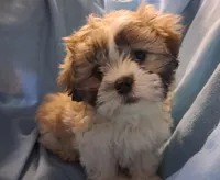 Lottie Lou, a female Maltese and Shih Tzu for sale in San Antonio, TX – Photo 1 of 8