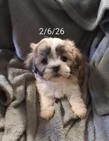 Lottie Lou, a female Maltese and Shih Tzu for sale in San Antonio, TX – Photo 2 of 8