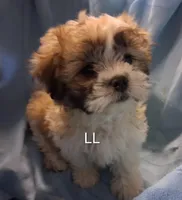 Lottie Lou, a female Maltese and Shih Tzu for sale in San Antonio, TX – Photo 5 of 8