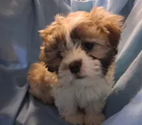 Lottie Lou, a female Maltese and Shih Tzu for sale in San Antonio, TX – Photo 4 of 8