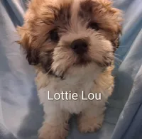 Lottie Lou, a female Maltese and Shih Tzu for sale in San Antonio, TX – Photo 7 of 8