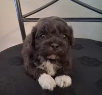 Hosea, a male Shihpoo for sale in San Antonio, TX – 3 of 5