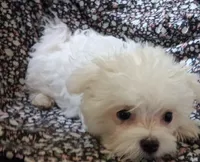Abel (AKC), a male Maltese for sale in San Antonio, TX – 5 of 6