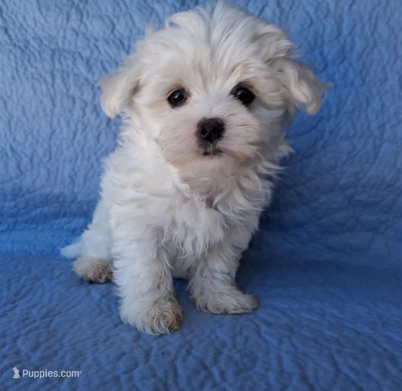 Boaz (AKC) – Maltese puppy for sale in San Antonio, TX