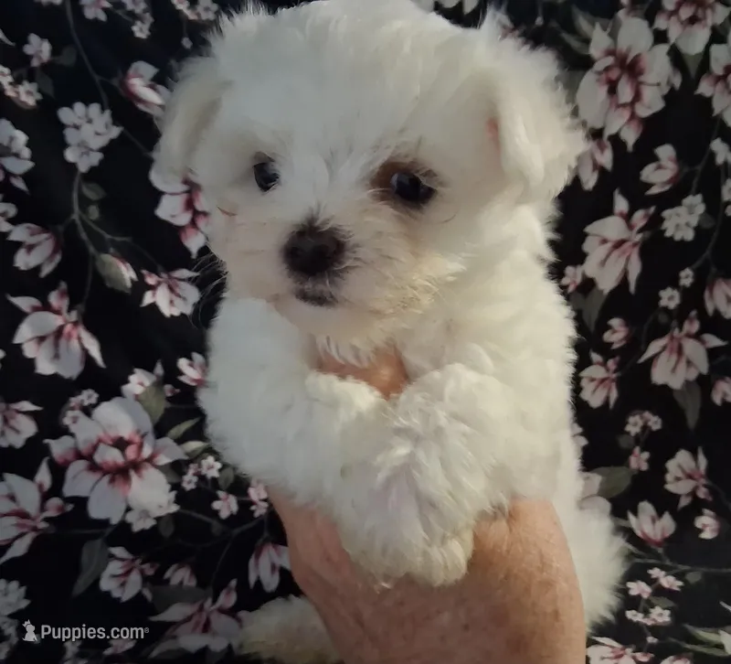 Boaz (AKC) – Maltese puppy for sale in San Antonio, TX