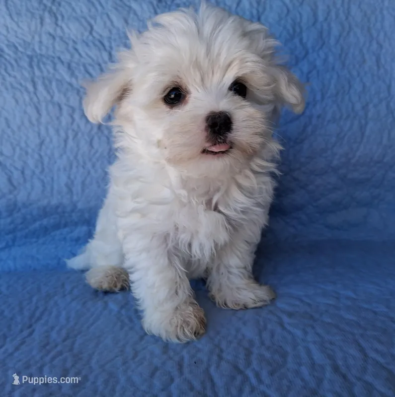 Boaz (AKC) – Maltese puppy for sale in San Antonio, TX