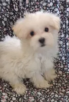 Silas (AKC), a male Maltese for sale in San Antonio, TX – 3 of 6