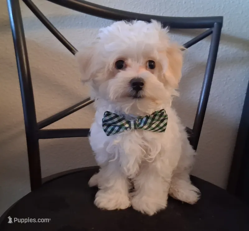 Amos – Maltipoo puppy for sale in San Antonio, TX