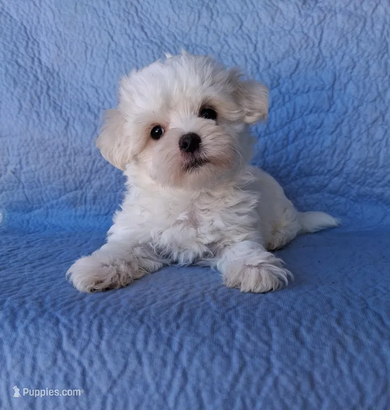 Abel (AKC) – Maltese puppy for sale in San Antonio, TX