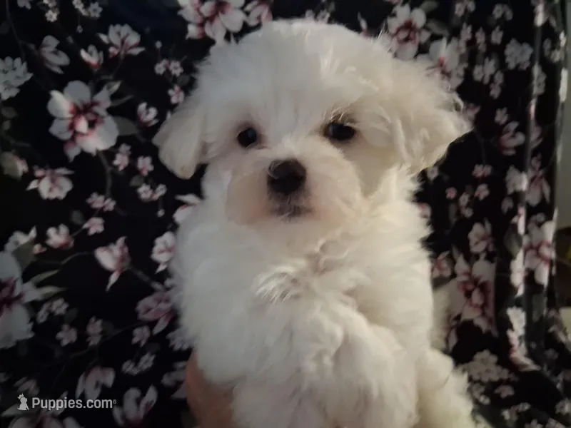 Abel (AKC) – Maltese puppy for sale in San Antonio, TX
