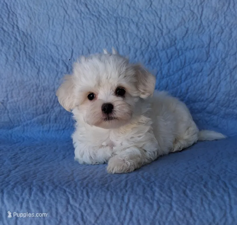Abel (AKC) – Maltese puppy for sale in San Antonio, TX