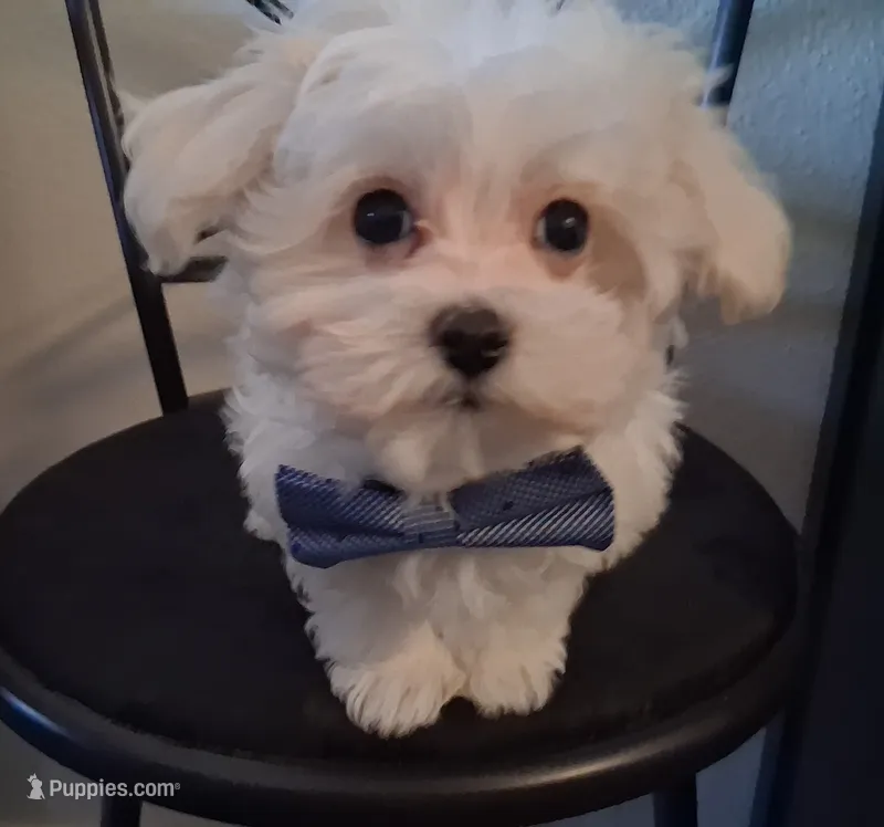 Simon – Maltipoo puppy for sale in San Antonio, TX