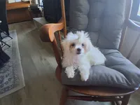 Dinah (AKC), a female Maltese for sale in San Antonio, TX – 7 of 9