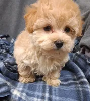 Phoebe ON HOLD, a female Maltipoo for sale in San Antonio, TX – 2 of 5