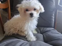 Abel (AKC), a male Maltese for sale in San Antonio, TX – 2 of 9