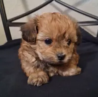 Asa, Shihpoo, a male Shih Tzu for sale in San Antonio, TX – 4 of 5