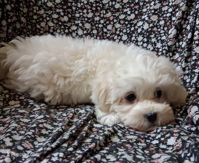 Charity – Maltipoo puppy for sale in San Antonio, TX
