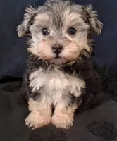 Piper, morkiepoo , a female Yorkipoo for sale in San Antonio, TX – 2 of 5