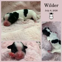 Wilder, a male Bichon Frise and Cavapoo for sale in Myrtle Beach, SC – 2 of 2