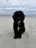 Muffin, a male Miniature Bernedoodle for sale in Myrtle Beach, SC – 2 of 5