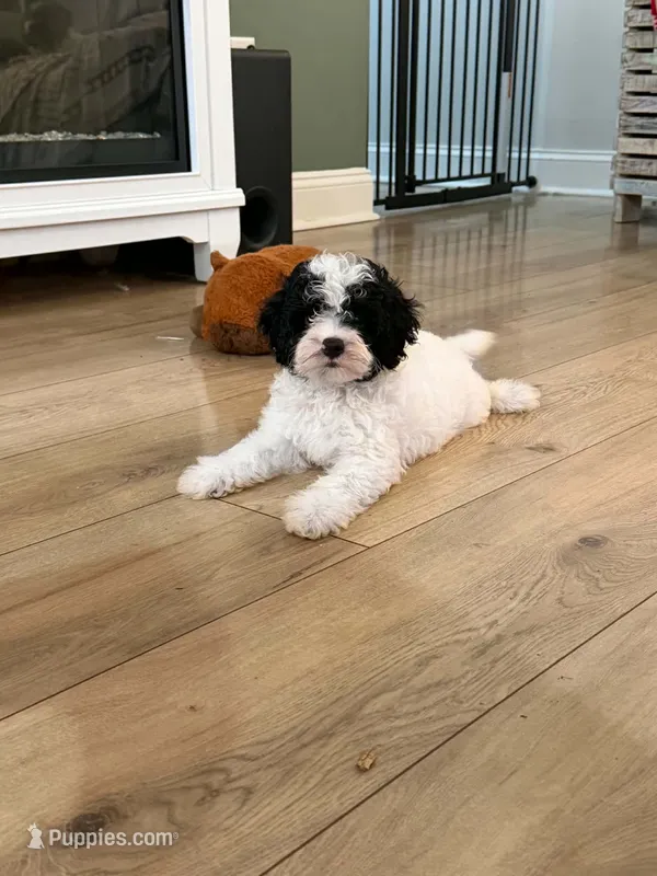 Beau – Bichon Frise, Cavapoo puppy for sale in Myrtle Beach, SC