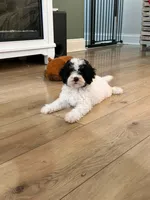 Beau, a male Bichon Frise and Cavapoo for sale in Myrtle Beach, SC – 1 of 9