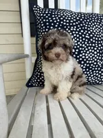 Ducky, a female Miniature Aussiedoodle for sale in Myrtle Beach, SC – 4 of 6