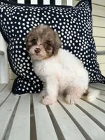 Bowie, a male Miniature Aussiedoodle for sale in Myrtle Beach, SC – 3 of 3