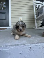 Kelly, a female Miniature Bernedoodle for sale in Myrtle Beach, SC – 2 of 2