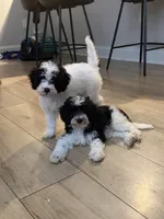 Boone, a male Bichon Frise and Cavapoo for sale in Myrtle Beach, SC – 6 of 9