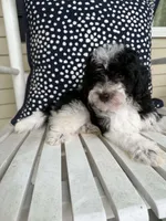Boone, a male Bichon Frise and Cavapoo for sale in Myrtle Beach, SC – 9 of 9