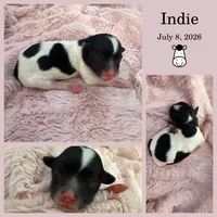 Indie, a male Bichon Frise and Cavapoo for sale in Myrtle Beach, SC – 2 of 2