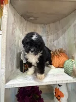 Boo, a female Miniature Bernedoodle for sale in Myrtle Beach, SC – 2 of 3