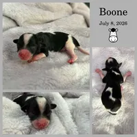 Boone, a male Bichon Frise and Cavapoo for sale in Myrtle Beach, SC – 2 of 2