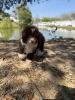 Cheddar, a male Miniature Aussiedoodle for sale in Myrtle Beach, SC – Photo 5 of 6