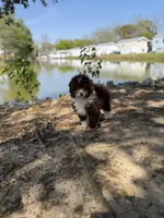 Cheddar, a male Miniature Aussiedoodle for sale in Myrtle Beach, SC – Photo 6 of 6