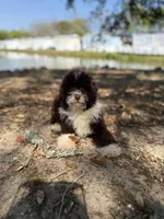 Cheddar, a male Miniature Aussiedoodle for sale in Myrtle Beach, SC – Photo 3 of 6